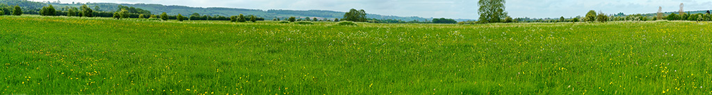 Lyddington Meadow