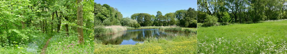 Billesdon Woodland Pool