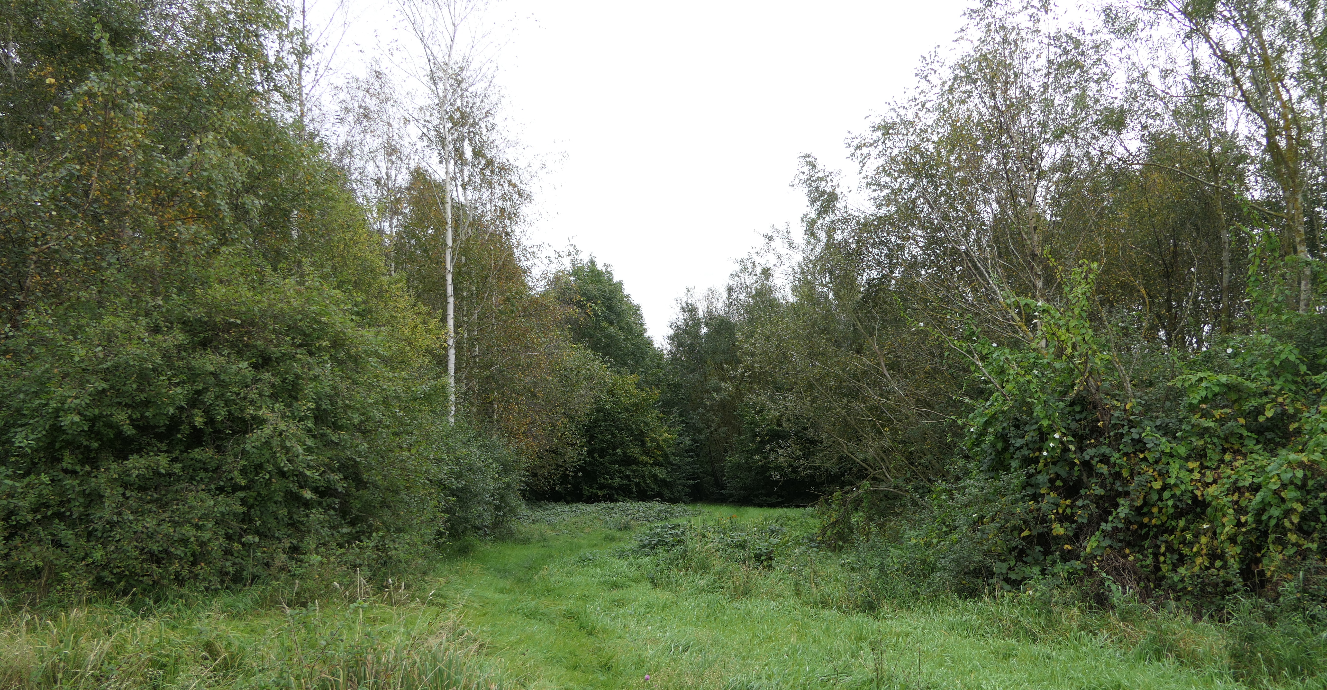 Browns Wood, Thornton
