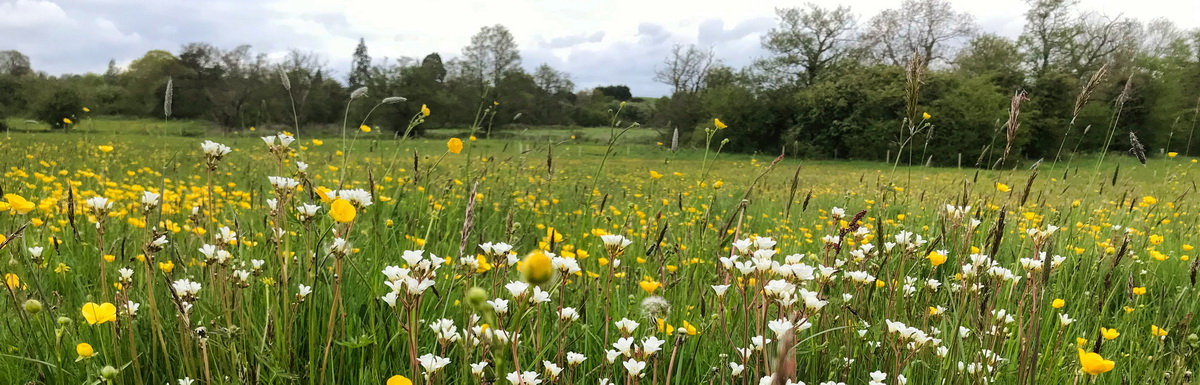 Desford Charity Fields
