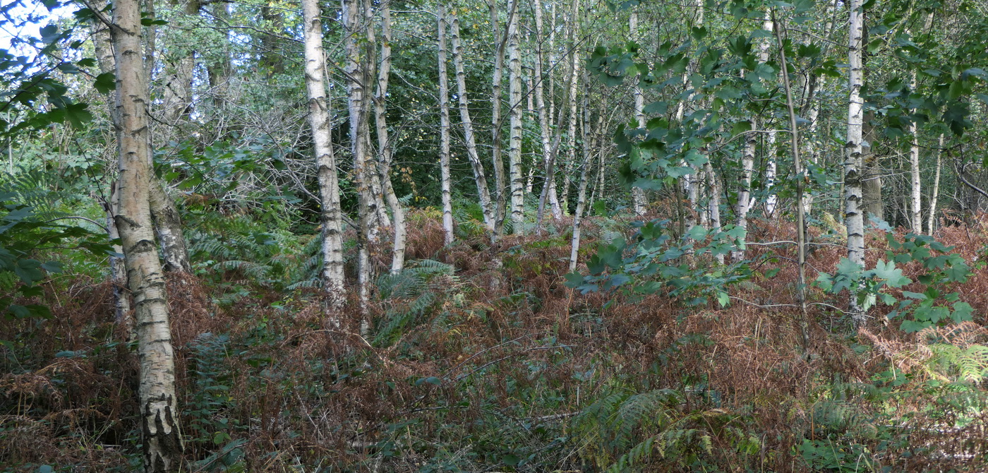 Charley Woods