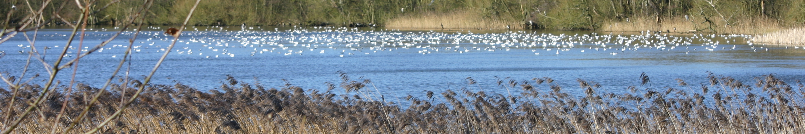 Groby Pool