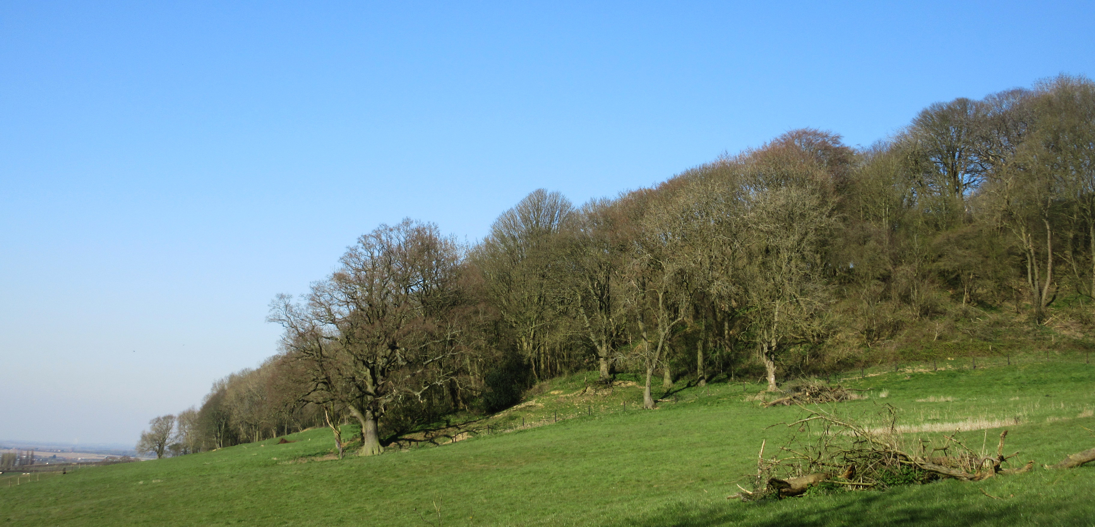 Harby Hill Wood