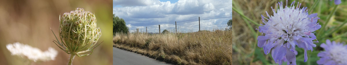 Hoby, Ancient Wildflower Verge