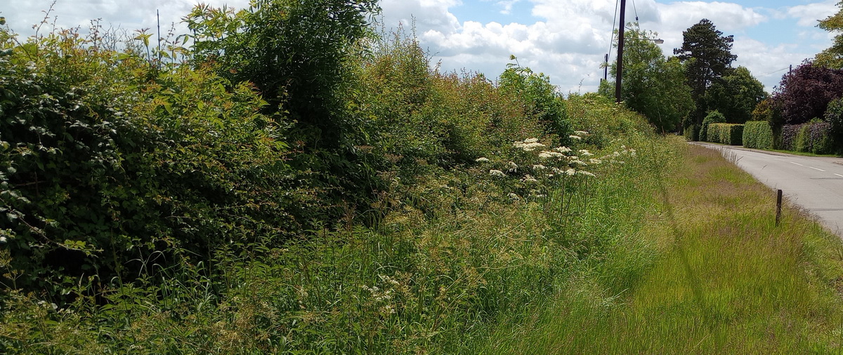 Hose, Harby Lane verges