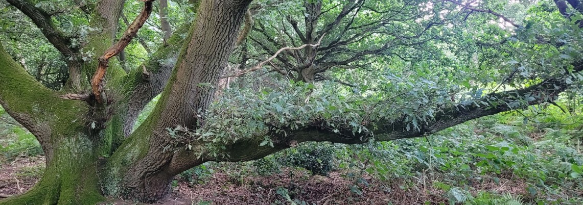 Mountsorrel Common