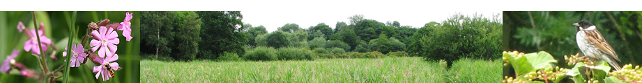 Narborough Bog NR