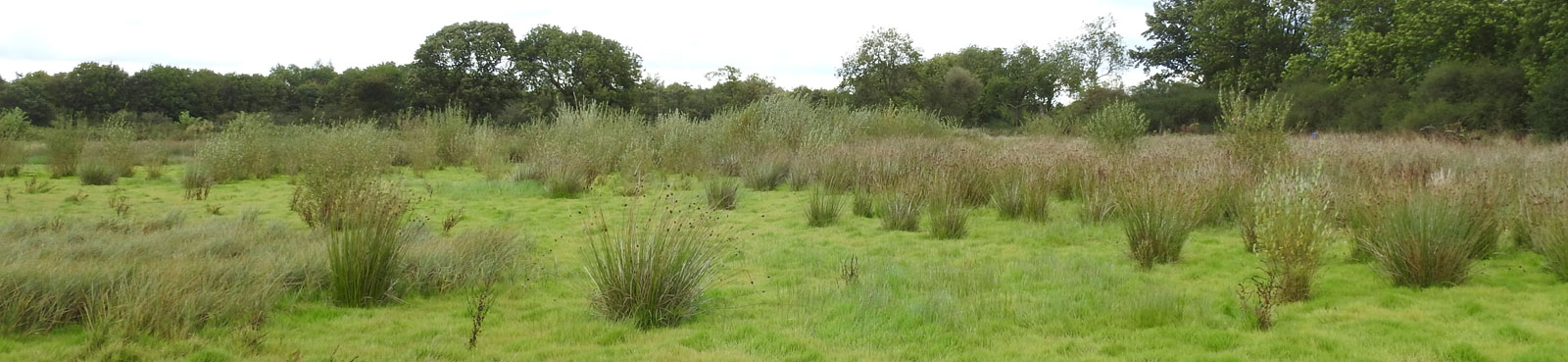 Everards Meadows