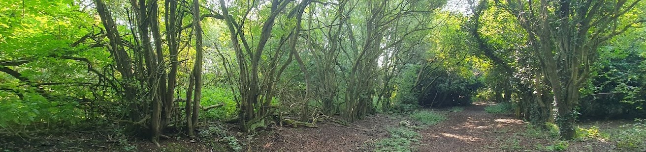 Bagworth Railway Incline