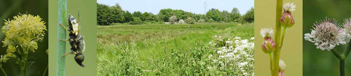 The Spearwort Fields