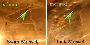 Swan_Duck_Mussels.jpg