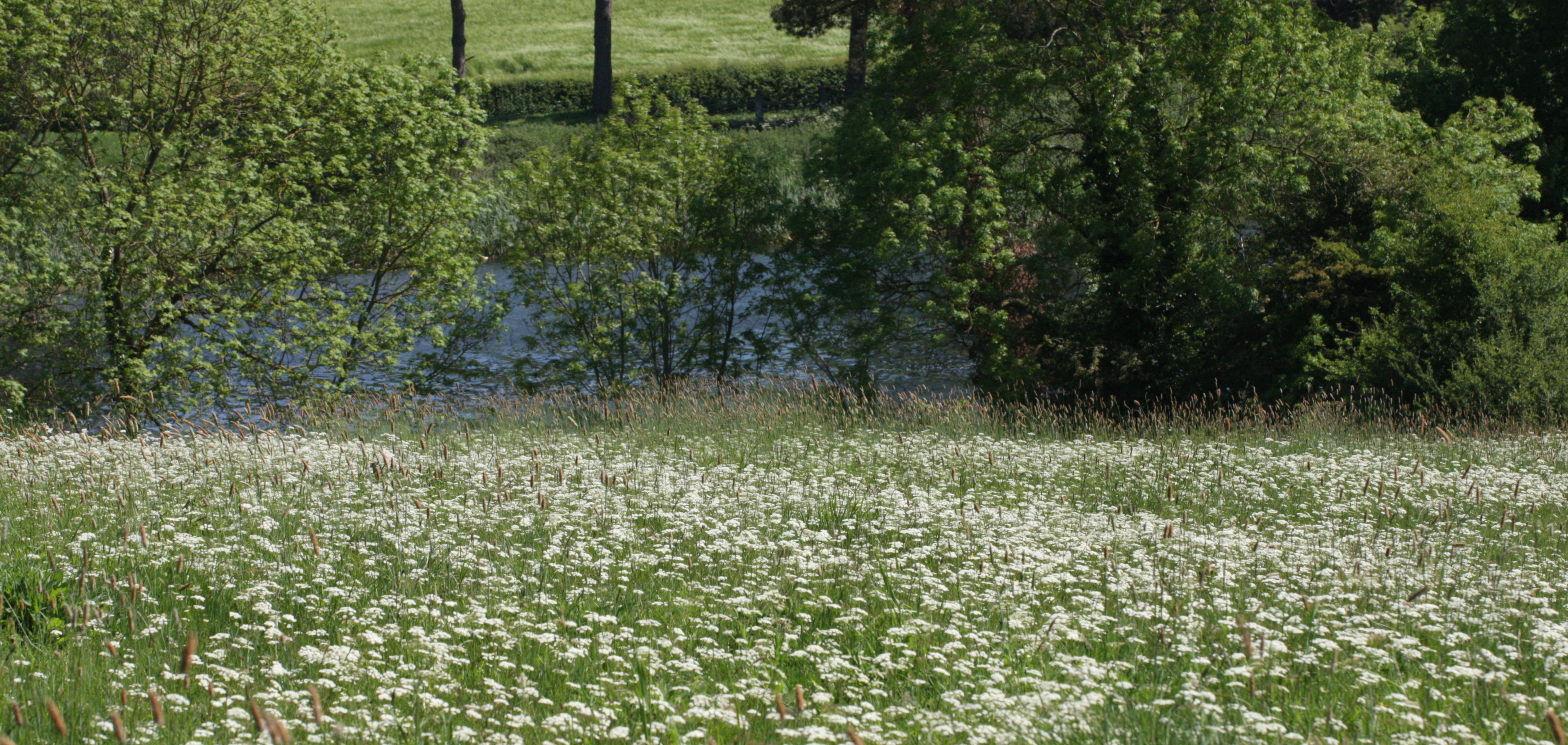Thornton Meadows