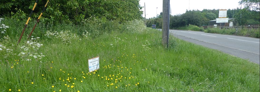 Ashby Lower Packington Rd verge