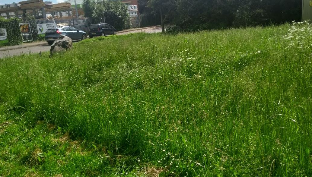 Barwell Stapleton Lane verge