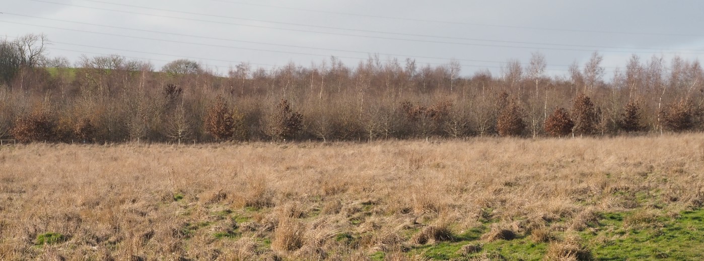 Brooke Hill Wood