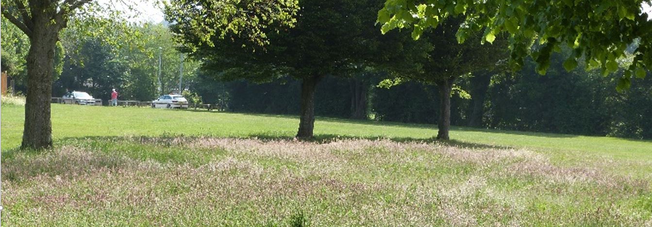 Burbage Sketchley Park wildlower area