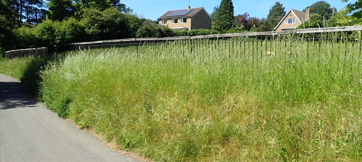 Burton Overy Back Lane verges