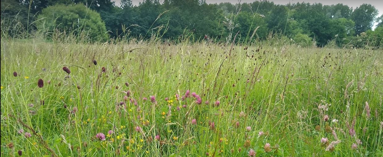 Coalville Meadows