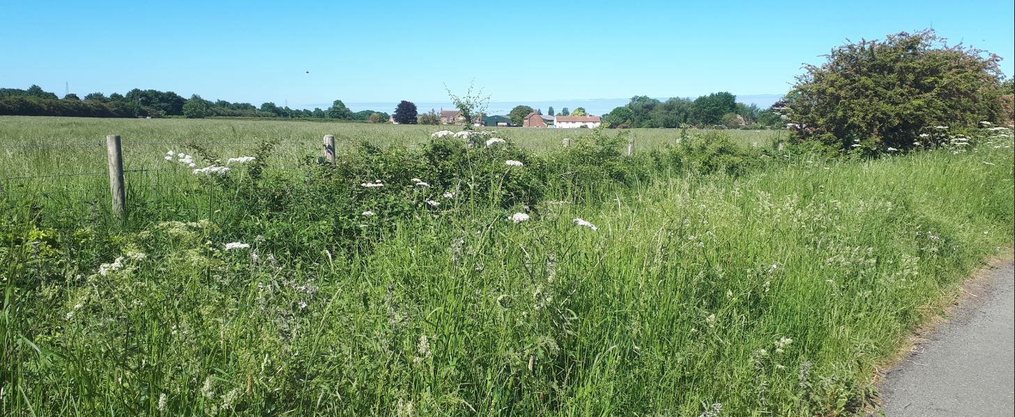 Easthorpe Muston Lane verge