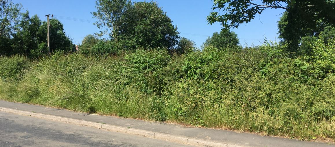 Foxton Main St verge