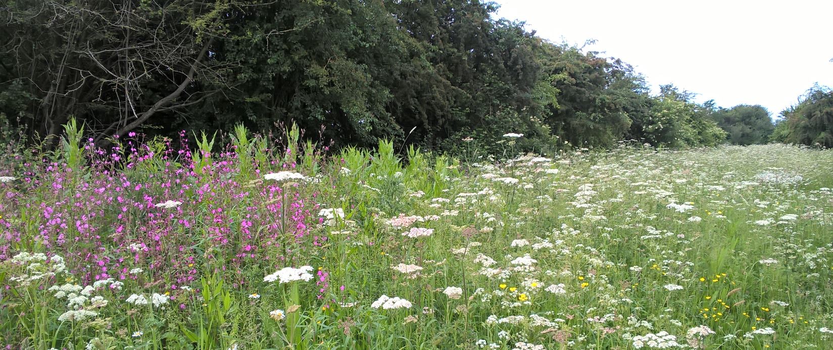Goss Meadows (east), Leicester