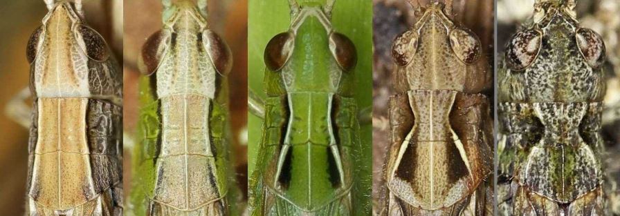 grasshoppers.JPG