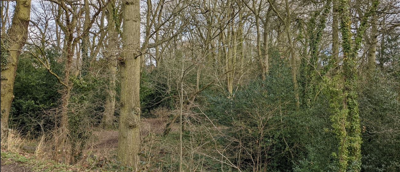 Groby, Cowpen Spinney