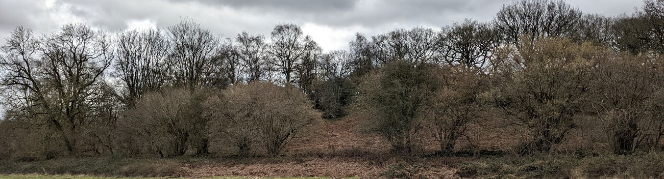 Groby, Lady Hay Wood