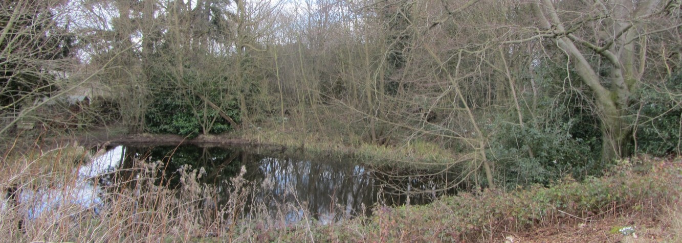 Glenfield, Gynsill Woods