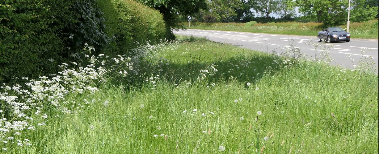 Houghton on the Hill Uppingham Rd verge