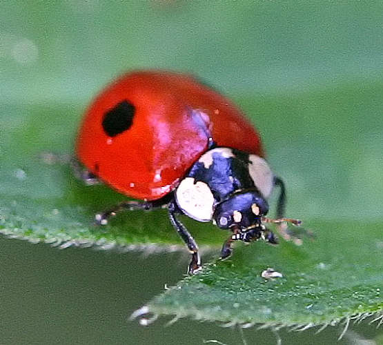 Two Spot Ladybird