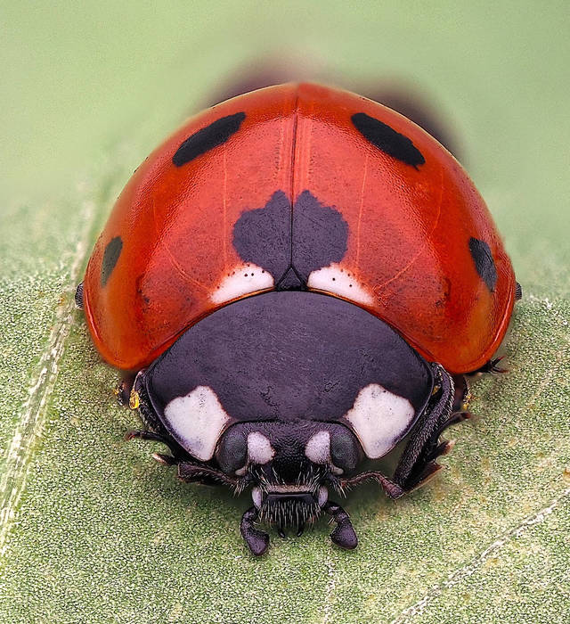 7 Spot Ladybird