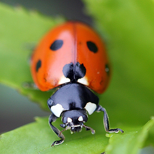 7 Spot Ladybird
