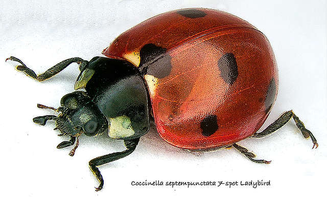 7 Spot Ladybird