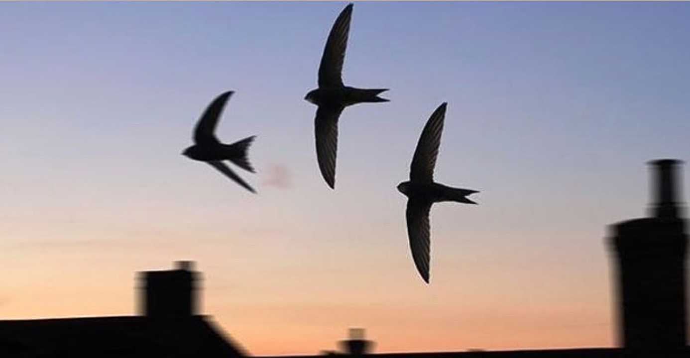 A Swift Half