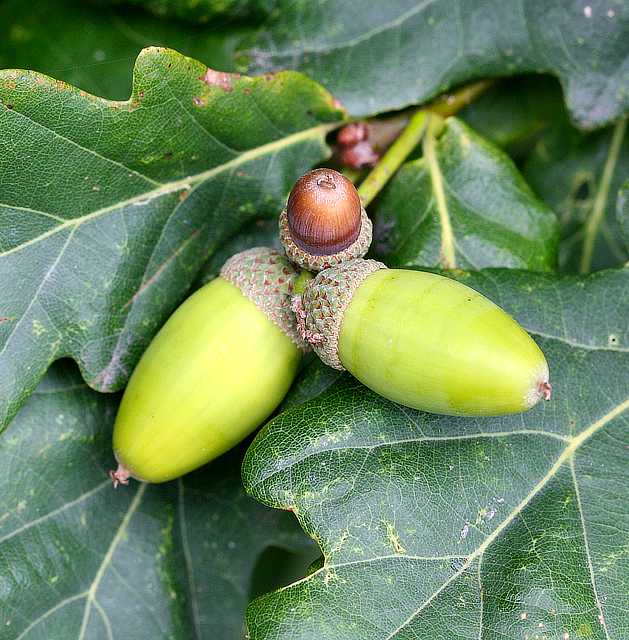 Acorns