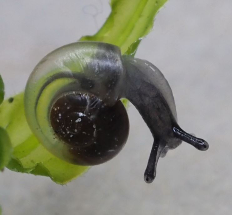 Aegopinella pura