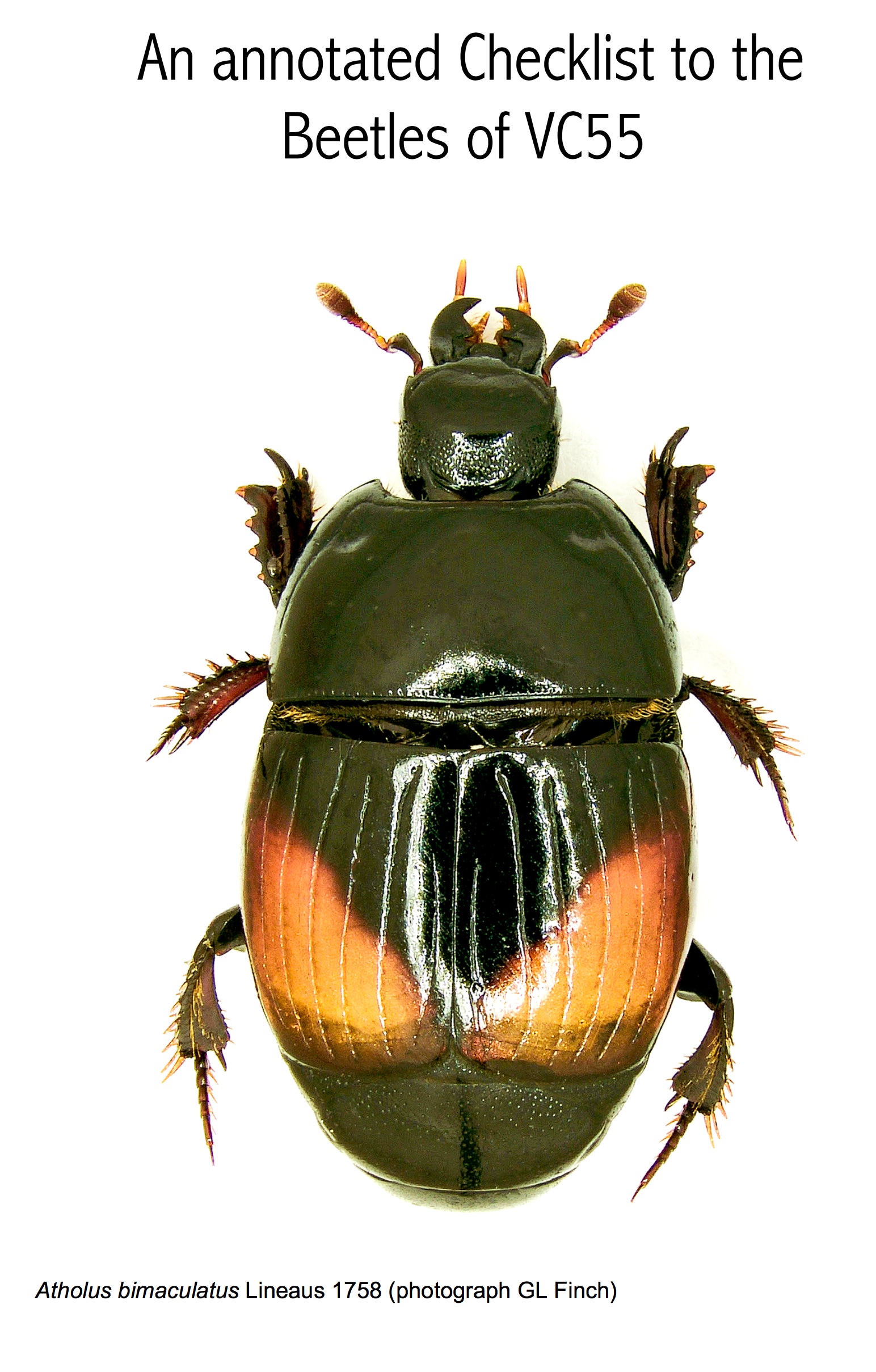 Annotated Checklist to the Beetles of VC55