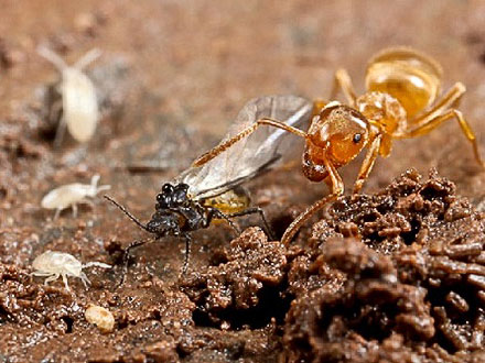 Ants