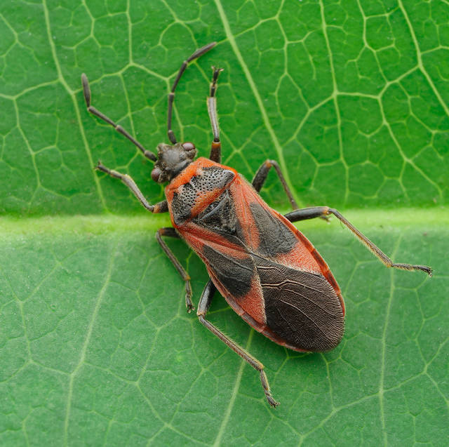 Arocatus roeselii