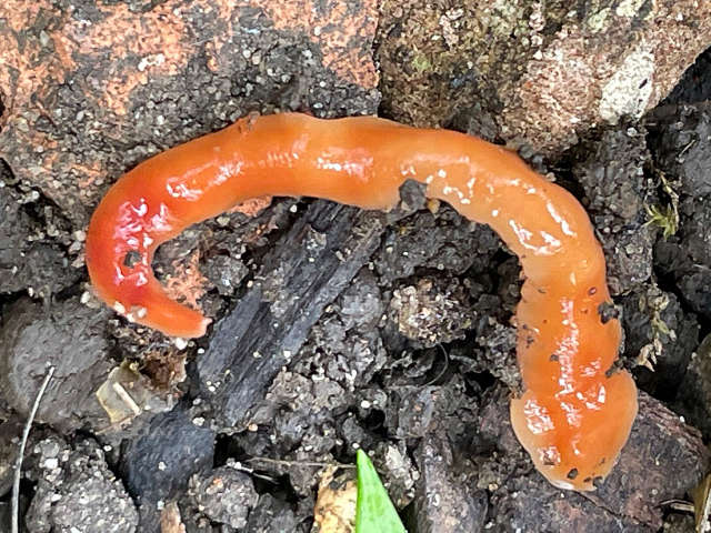 Australoplana sanguinea