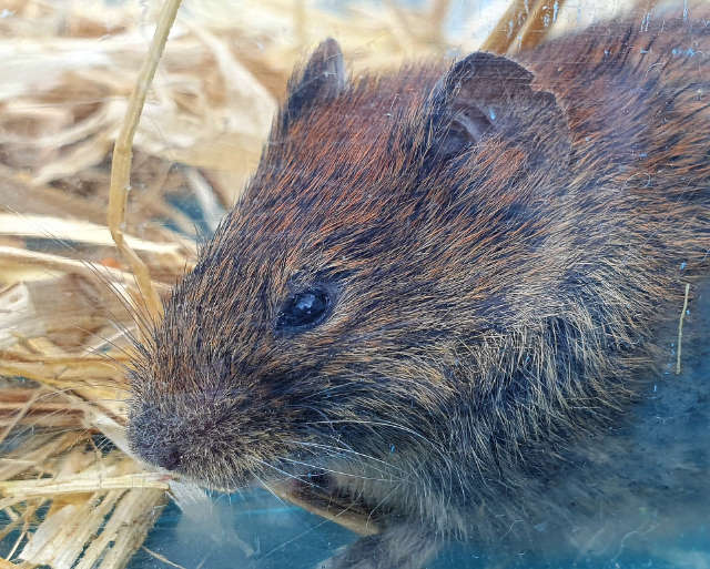 Bank Vole