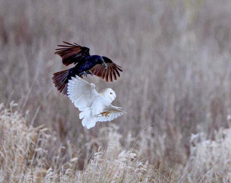 Barn Owl and Carrion Crow