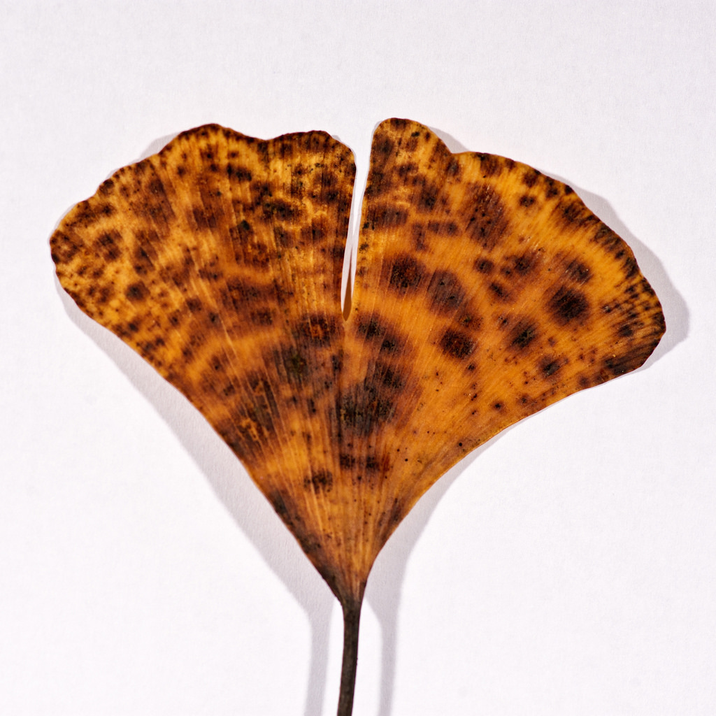 Bartheletia paradoxa