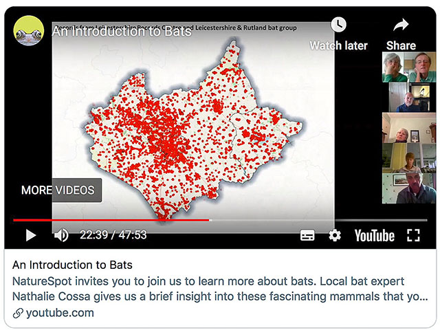Bat video