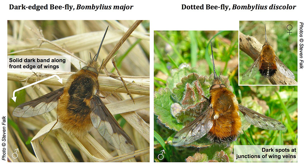 Bee flies