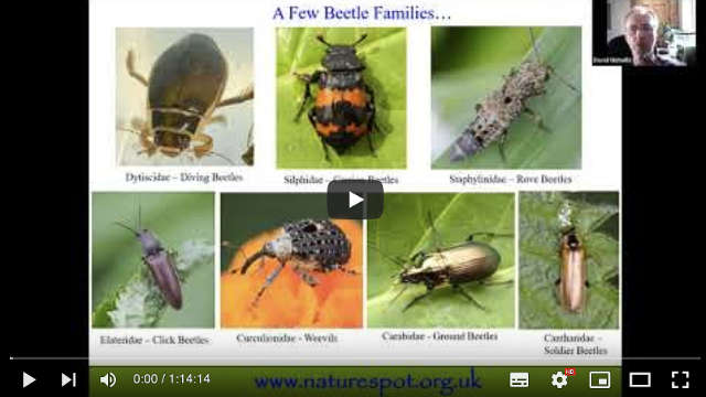 Beetles Bugs and Other Insects