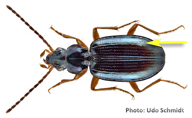 Bembidion with Laboulbenia