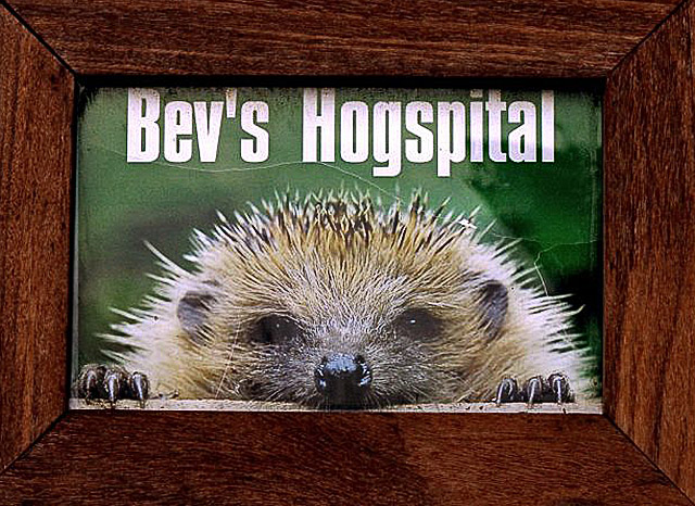 Bevs Hogspital