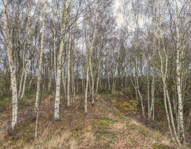 Birch Trees
